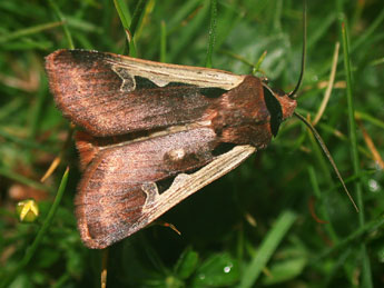 Dichagyris musiva Hb. adulte - �Philippe Mothiron