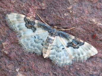 Idaea mustelata Gump. adulte - �Daniel Morel