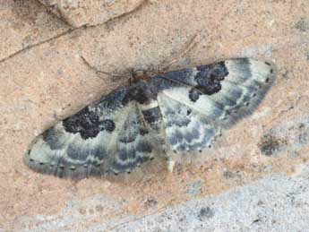 Idaea mustelata Gump. adulte - �Daniel Morel