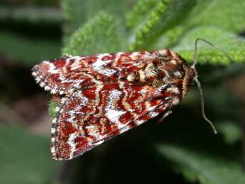 Anarta myrtilli L. adulte - �Philippe Mothiron