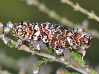 Anarta myrtilli L. adulte - �Philippe Mothiron