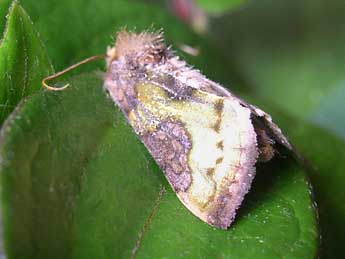 Diachrysia nadeja Obth. adulte - �Bruno Bestion- Association Le Paon du Jour