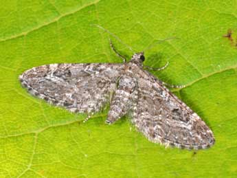Eupithecia nanata Hb. adulte - �Philippe Mothiron