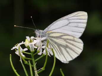 Pieris napi L. adulte - �Philippe Mothiron