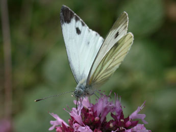 Pieris napi L. adulte - �Philippe Mothiron