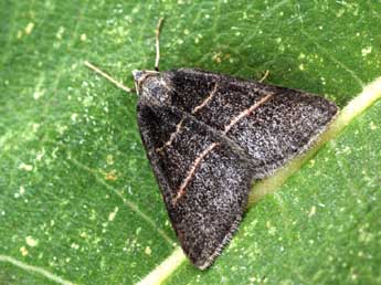 Perigune narbonea L. adulte - �Daniel Morel