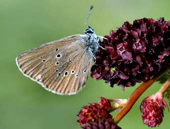 Phengaris nausithous Brgstr. adulte - �Daniel Morel