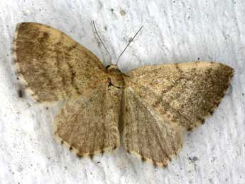 Euchoeca nebulata Scop. adulte - �Christian Frund