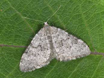 Nebula nebulata Tr. adulte - �Philippe Mothiron