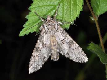 Polia nebulosa Hfn. adulte - �Philippe Mothiron