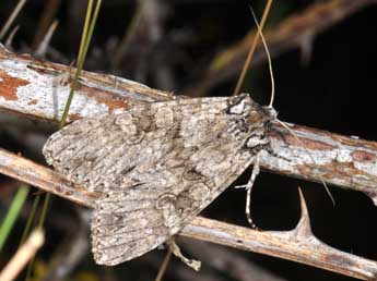 Polia nebulosa Hfn. adulte - �Philippe Mothiron