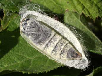  Chrysalide de Malacosoma neustria L. - �Serge Wambeke