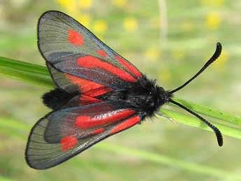 Zygaena nevadensis Rbr adulte - �Pierre Desriaux- www.insecte.org