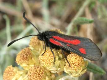 Zygaena nevadensis Rbr adulte - �Daniel Morel