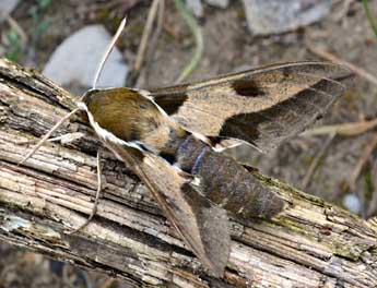 Hyles nicaea Prun. adulte - �Daniel Morel