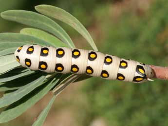  Chenille de Hyles nicaea Prun. - �Lionel Taurand