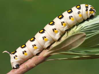  Chenille de Hyles nicaea Prun. - �Lionel Taurand