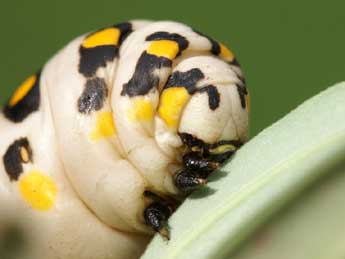  Chenille de Hyles nicaea Prun. - �Lionel Taurand