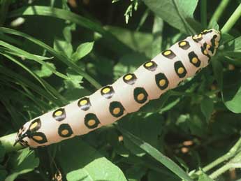  Chenille de Hyles nicaea Prun. - �Philippe Mothiron