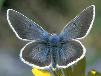 Aricia nicias Meig. adulte - �Tristan Lafranchis