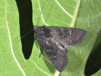 Aporophyla nigra Hw. adulte - �Philippe Mothiron