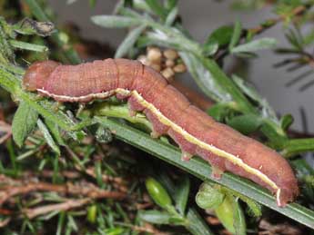  Chenille de Aporophyla nigra Hw. - �Philippe Mothiron