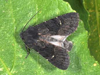 Aporophyla nigra Hw. adulte - �Philippe Mothiron