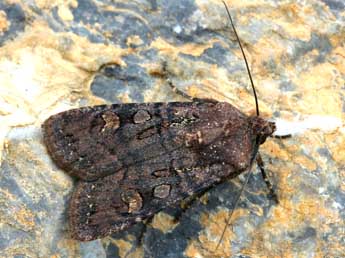 Euxoa nigricans L. adulte - �Daniel Morel