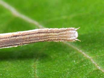  Chenille de Scopula nigropunctata Hfn. - �Philippe Mothiron