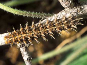  Chenille de Fabriciana niobe L. - �Tristan Lafranchis