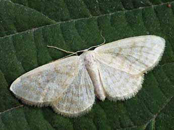 Idaea nitidata H.-S. adulte - �Daniel Morel