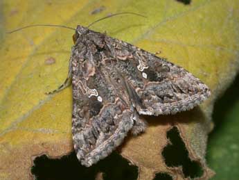 Trichoplusia ni Hb. adulte - �Philippe Mothiron