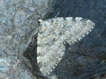 Entephria nobiliaria H.-S. adulte - �Daniel Morel