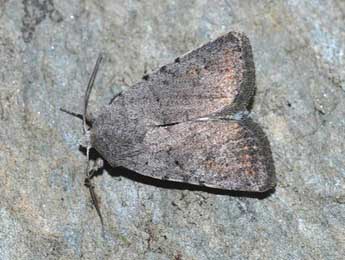 Caradrina selini Bsdv. adulte - �David Demerges