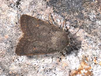 Caradrina aspersa Rbr adulte - �Philippe Mothiron