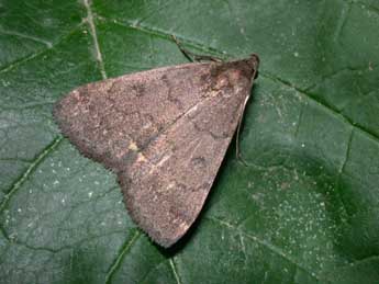 Nodaria nodosalis H.-S. adulte - �Philippe Mothiron