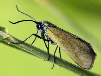 Jordanita notata Z. adulte - �Daniel Morel