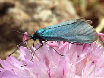 Jordanita notata Z. adulte - �Daniel Morel