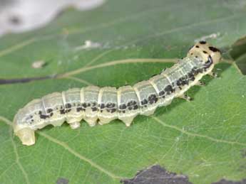  Chenille de Boudinotiana notha Hb. - �Philippe Mothiron