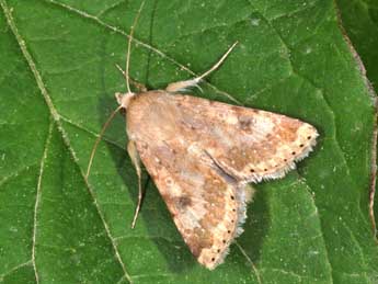 Heliothis nubigera H.-S. adulte - �Philippe Mothiron