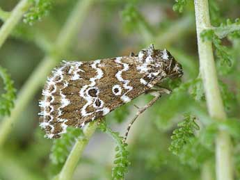 Alvaradoia disjecta Rothsch. adulte - �David Demerges