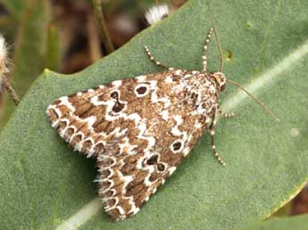 Alvaradoia disjecta Rothsch. adulte - �Daniel Morel