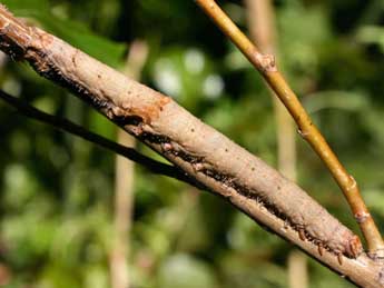  Chenille de Catocala nupta L. - �Serge Wambeke