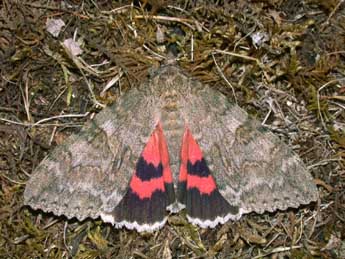 Catocala nupta L. adulte - �Philippe Mothiron