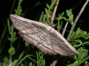 Menophra nycthemeraria Gey. adulte - �Philippe Mothiron