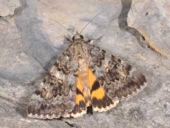 Catocala nymphaea Esp. adulte - �Philippe Mothiron