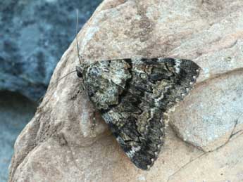 Catocala nymphagoga Esp. adulte - �Daniel Morel