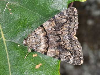 Catocala nymphagoga Esp. adulte - �Philippe Mothiron