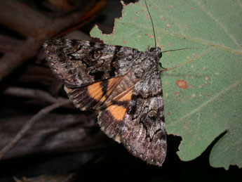 Catocala nymphagoga Esp. adulte - �Philippe Mothiron