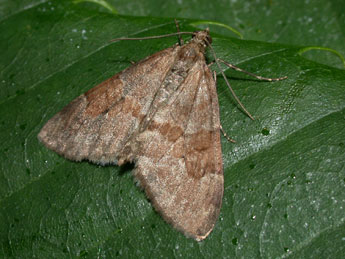 Thera obeliscata Hb. adulte - �Philippe Mothiron